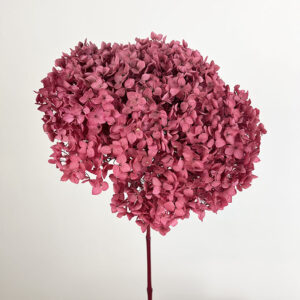 Hydrangea arb. ‘Annabelle’, Raspberry Blush, Preserved, 50cm Bloom 21-25cm (Large)