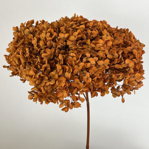 Hydrangea arb. ‘Annabelle’, Rusty Orange, Preserved, 50-60cm Bloom 18-20cm (Medium)