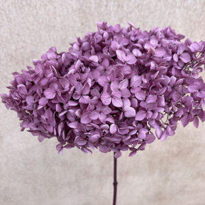 Hydrangea arb. ‘Annabelle’, Soft Purple, Preserved, 50cm+ Bloom 18-20cm (Medium)