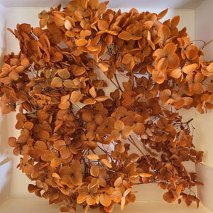 Hydrangea, Preserved Florets up to 10cm – Rusty Orange