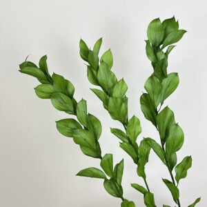 Hard Ruscus, Green, Preserved (Earth Matters®) 50cm