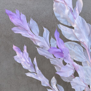 Hard Ruscus, Pink Lilac Ombré, Preserved, up to 65cm