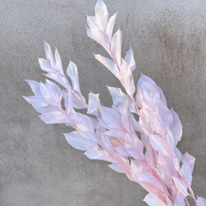 Hard Ruscus, Pale Pink, Preserved, up to 65cm