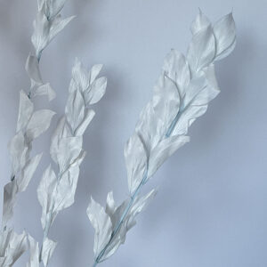 Hard Ruscus, Palest Blue, Preserved, up to 65cm
