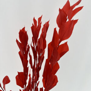 Hard Ruscus, Red, Preserved, up to 65cm