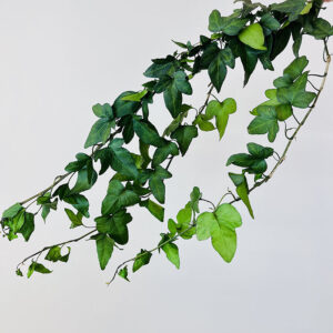 Ivy Shamrock, Trailing, Green, Preserved, 45cm Earth Matters®