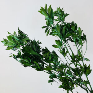 Japanese Andromeda, Green, Preserved, 50-60cm Earth Matters®