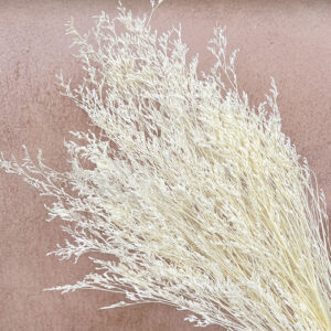 Limonium Caspia, Bleached Off White, Preserved (Sea Lavender) up to 65cm