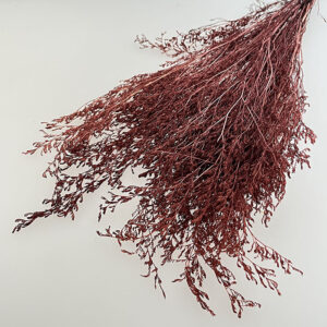 Limonium Caspia, Burgundy, Preserved (Sea Lavender) up to 65cm