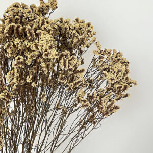 Limonium Diamond, Beige, Preserved (Sea Lavender) up to 70cm