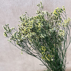 Limonium Diamond, Spring Shades, Yellow and White, Preserved (Sea Lavender) up to 70cm