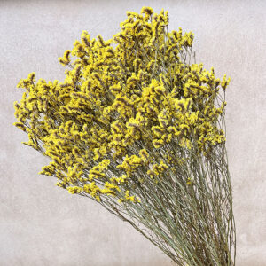 Limonium Diamond, Deep Yellow, Preserved (Sea Lavender) up to 70cm