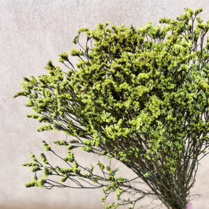 Limonium Diamond, Wasabi Green, Preserved (Sea Lavender) up to 70cm