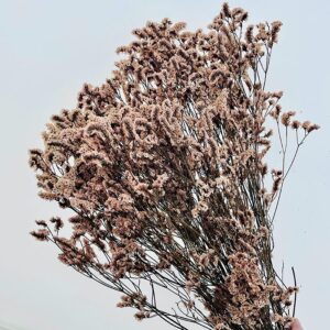 Limonium Diamond, Pale Peach, Preserved (Sea Lavender) up to 70cm