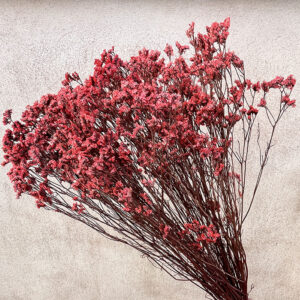 Limonium Diamond, Red, Preserved (Sea Lavender) up to 70cm