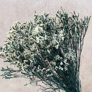 Limonium Diamond, White on Teal Stems, Preserved (Sea Lavender) up to 70cm
