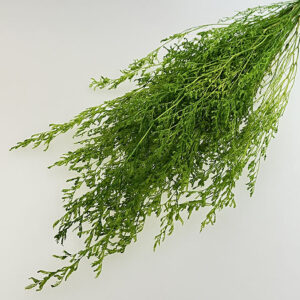 Limonium Caspia, Light Green, Preserved (Sea Lavender) up to 65cm