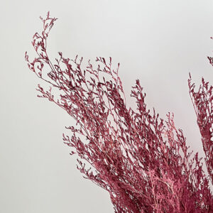 Limonium Caspia, Dusky Magenta Pink, Preserved (Sea Lavender) up to 65cm