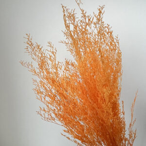 Limonium Caspia, Orange, Preserved (Sea Lavender) up to 65cm