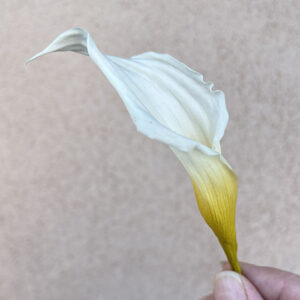 Calla Lily, White, Preserved, x5 blooms, 12cm (Verdissimo®)