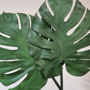 Monstera Leaves, Green, Preserved (Cheese Plant) Earth Matters®