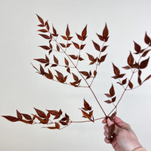 Heavenly Bamboo, Dark Orange, Preserved (Nandina) 25-40cm