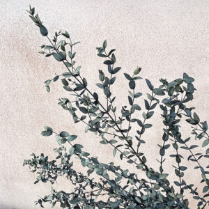 Eucalyptus Parvifolia, Dark Green, Preserved, up to 65cm