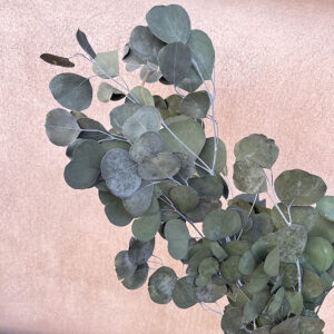 Eucalyptus Populus, Dark Green, Preserved, up to 70cm