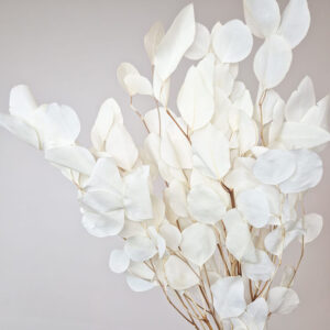 Eucalyptus Populus, Bleached White, Preserved, up to 50cm