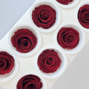 Roses, Royal Red, Preserved, x8 blooms, 5cm (Kiara®)