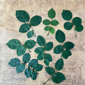 Rose Leaves, Natural Preserved, Earth Matters® 12-16cm