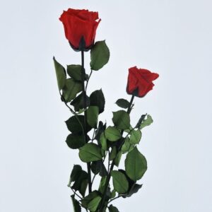 Rose Stems, Duo Gift Box, Red, Preserved (Lulu®) 40 and 50cm