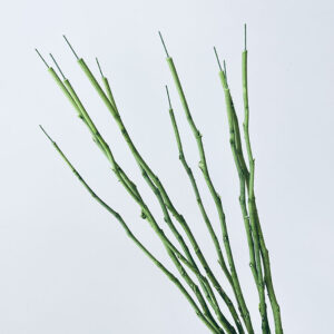 Rose Stems, Natural Preserved, 30cm, Earth Matters®