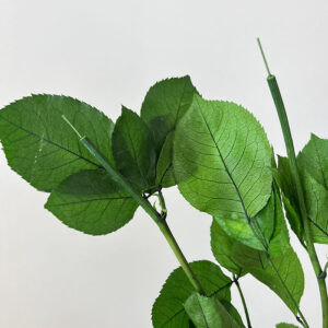 Rose Stems with Foliage, Natural Preserved, 30cm, Earth Matters®