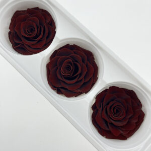 Roses, Burgundy Dark Red, Preserved, x3 blooms, 7cm (Every Love®)