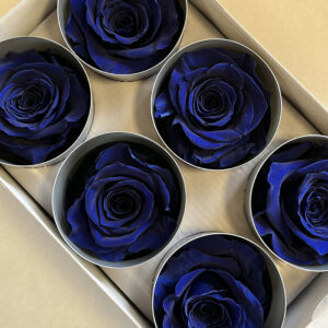Roses, Royal Blue, Preserved, x6 blooms, 6cm (Verdissimo®)