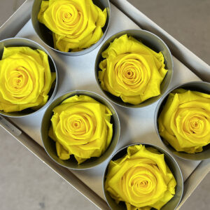 Roses, Bright Yellow, Preserved, x6 blooms, 5cm (Verdissimo®)