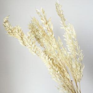 Ruscus, Bleached Off White, Preserved, up to 70cm