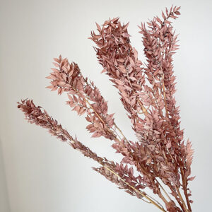 Ruscus, Dusky Pink, Preserved, up to 70cm