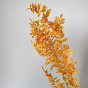 Ruscus, Golden Orange, Preserved, up to 70cm