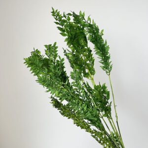 Ruscus, Green Shades, Preserved, up to 70cm