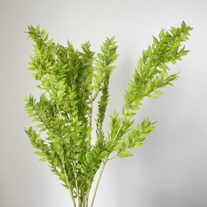 Ruscus, Light Green, Preserved, up to 70cm