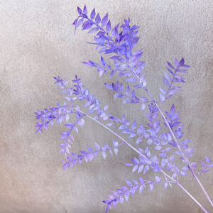 Ruscus, Lilac, Preserved, 70cm