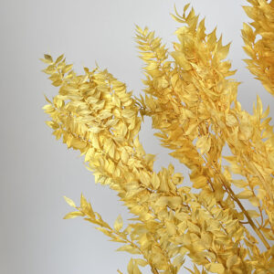 Ruscus, Golden Yellow, Preserved, up to 70cm