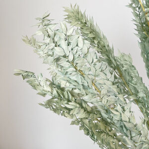 Ruscus, Pale Dusky Blue, Preserved, 70cm