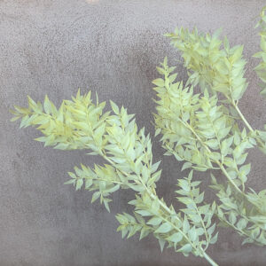 Ruscus, Pale Yellow, Preserved, 70cm