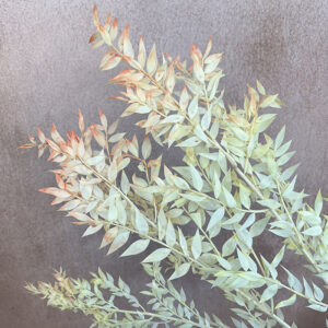 Ruscus, Peaches and Cream Ombré, Preserved, 70cm