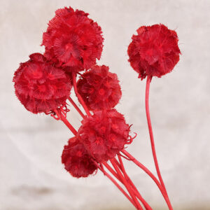 Scabiosa Seed Heads, Red, Preserved (Pincushions) up to 35cm (B-Grade /Seconds)
