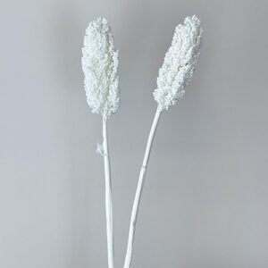 Sorghum, White, Preserved (Indian Corn) 70cm