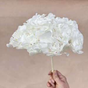 Hydrangea Macrophylla, White, Preserved, 25cm Bloom 21-22cm (Large) Verdissimo®